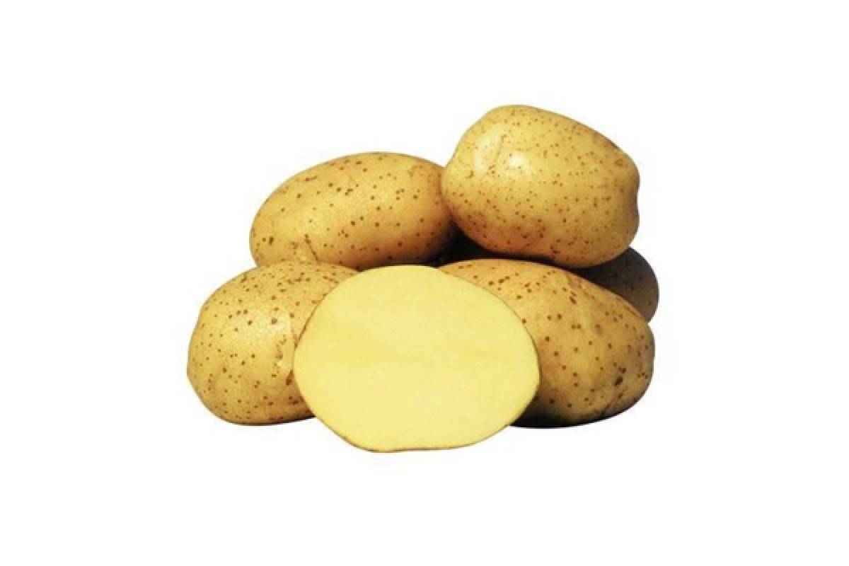Сорт картофеля «лапоть» – описание и фото