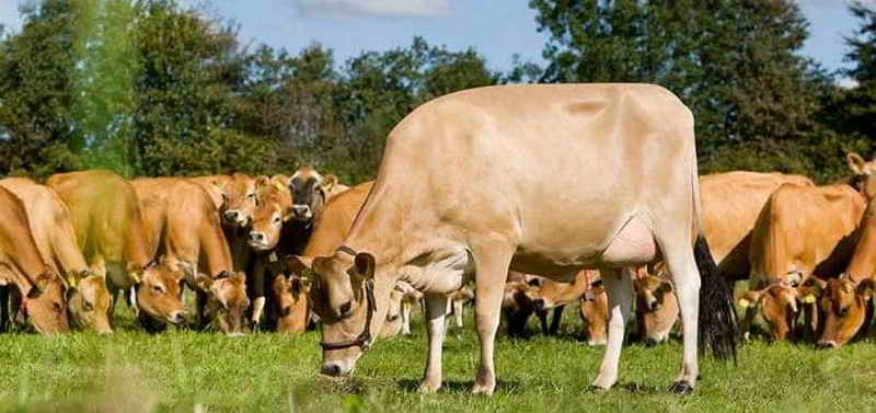 Уникальность крс джерсейской породы коров