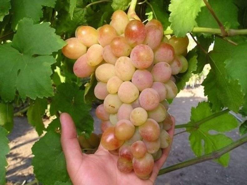 Виноград белое чудо: особенности сорта и секреты выращивания