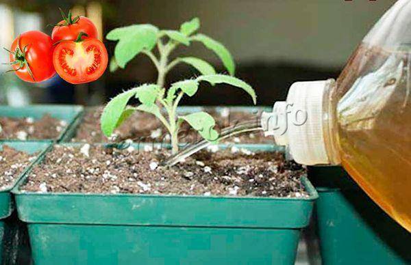 Как и чем подкормить рассаду перцев и помидоров? когда лучше это делать, разновидности покупных удобрений и рецепты народных