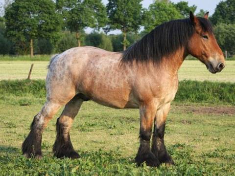 Голштинская лошадь википедия