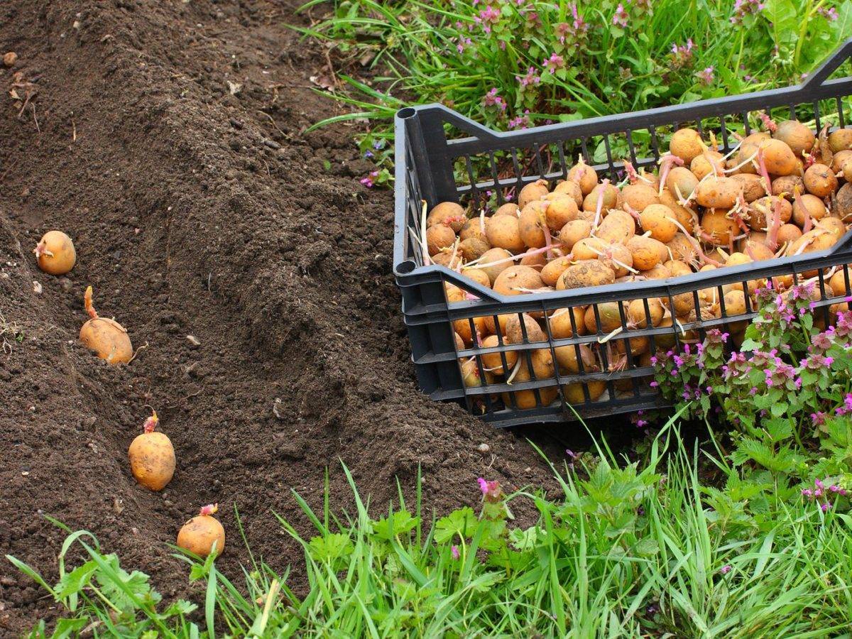 Как удобрять картофель – правильная подкормка картошки