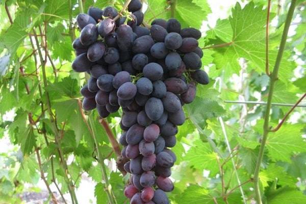 Сорт винограда атаман павлюк: описание, фото, характеристики