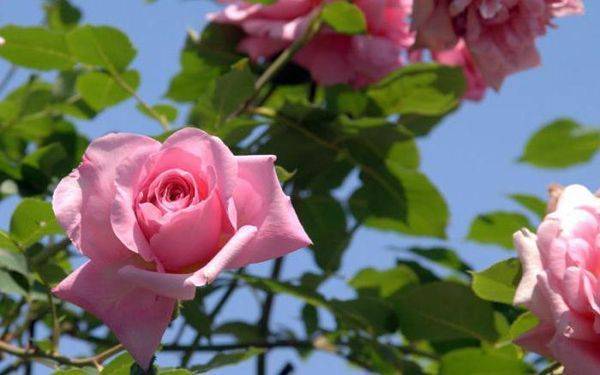 Устранение превращения розы в шиповник: что делать, почему роза стаёт шиповником