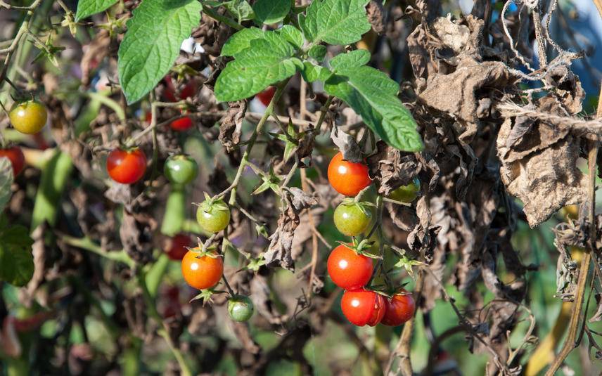 Фитофтороз томатов – болезнь, которую можно победить