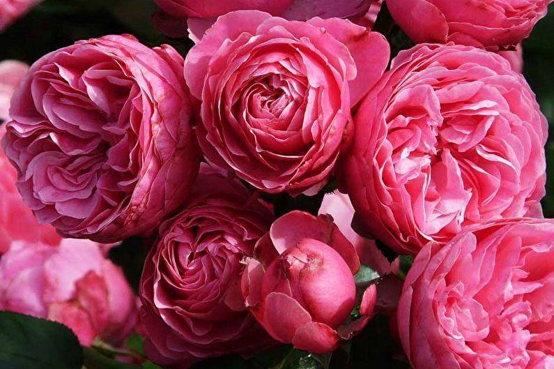 Роза мария-терезия: фото и описание. роза флорибунда мариатерезия (mariatheresia) роза мария тереза