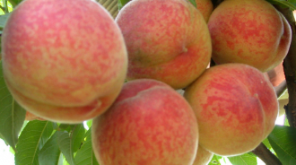 Как вырастить персик в воронежской области