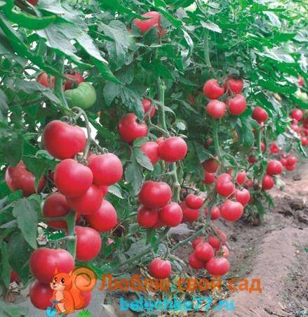 Что такое индетерминантные и детерминантные сорта томатов?