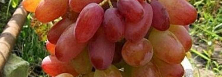 Виктор — виноград