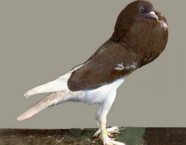 Описание голубей породы дутыши