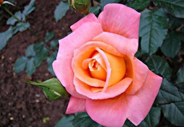 Роза чайно-гибридная «grand gala»
