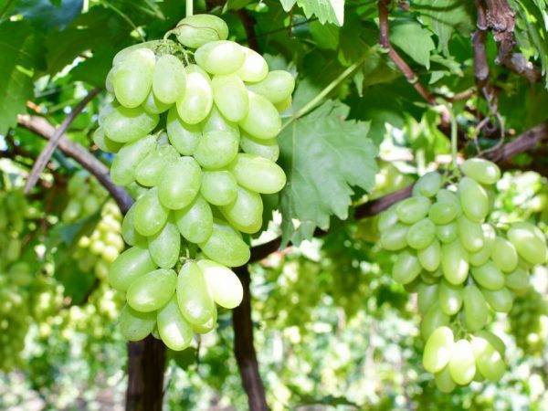 Какие сорта винограда подойдут для подмосковья. лучшие сорта, описание, особенности посадки, уход.