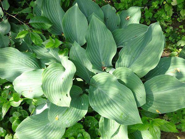 Голубая мечта садовода – 7 лучших сортов хост с синими листьями