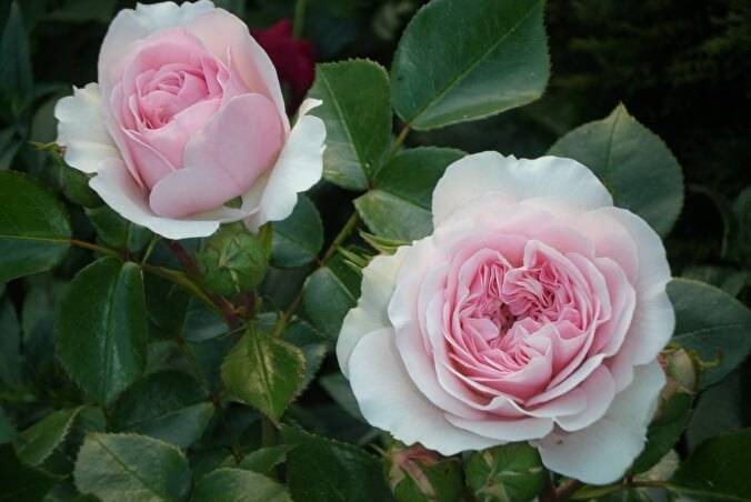 Роза мария тереза. роза мария-терезия: фото и описание