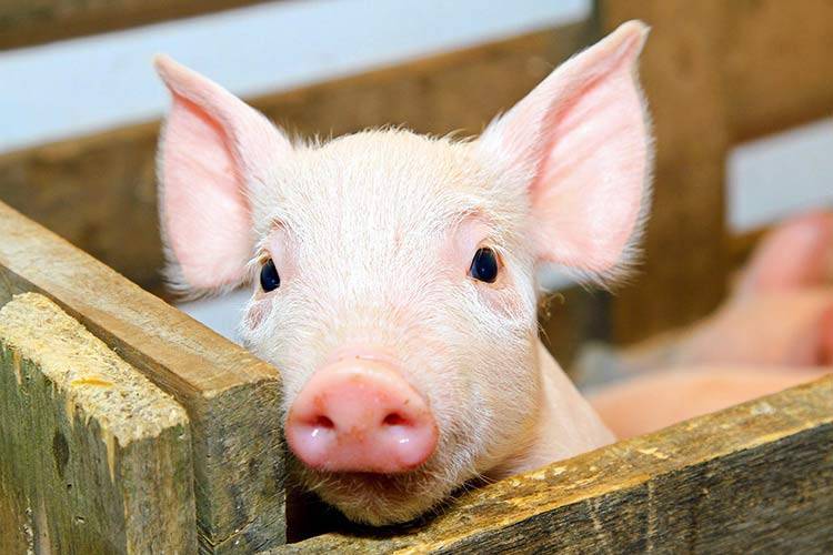 Как вывести глистов у свиней и поросят?