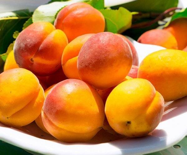 Особенности популярного сорта абрикос лель