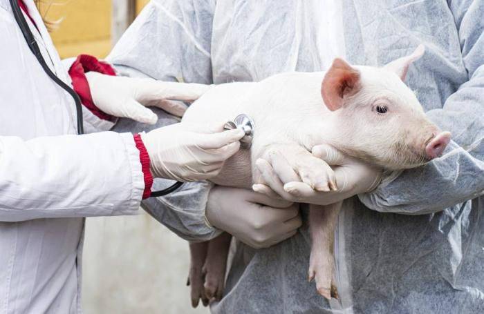 У свиньи отказали задние ноги: что делать и чем лечить?