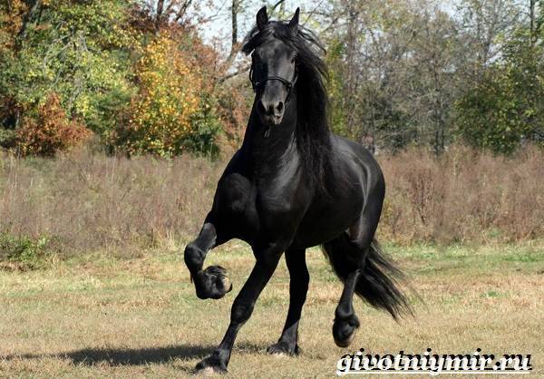 Ганноверская лошадь — википедия переиздание // wiki 2