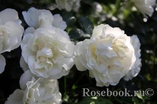 О розе swany: описание и характеристики сортов почвопокровной розы