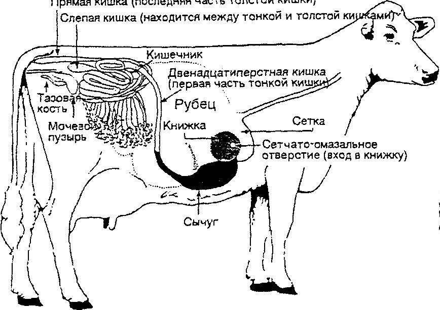 Подхвостовая ямка у коровы рисунок где находится