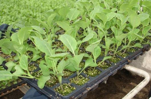 Рассада капусты: выращивание в домашних условиях