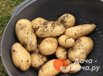 Сорт картофеля «гранд» – описание и фото