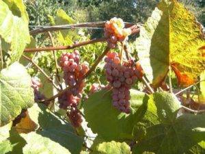 Красивый сорт со сладким черешнево-мускатным вкусом: виноград «рута»