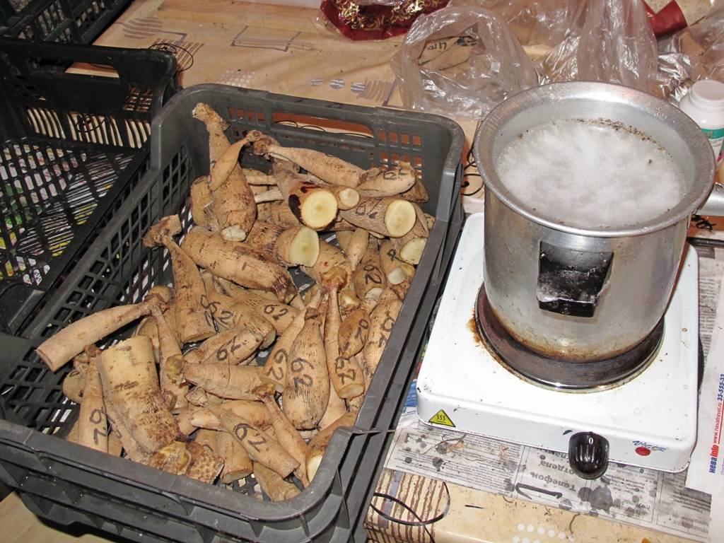 Хранение корневищ и луковиц георгинов зимой в домашних условиях