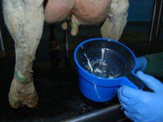 Болезни копыт у коров и их лечение