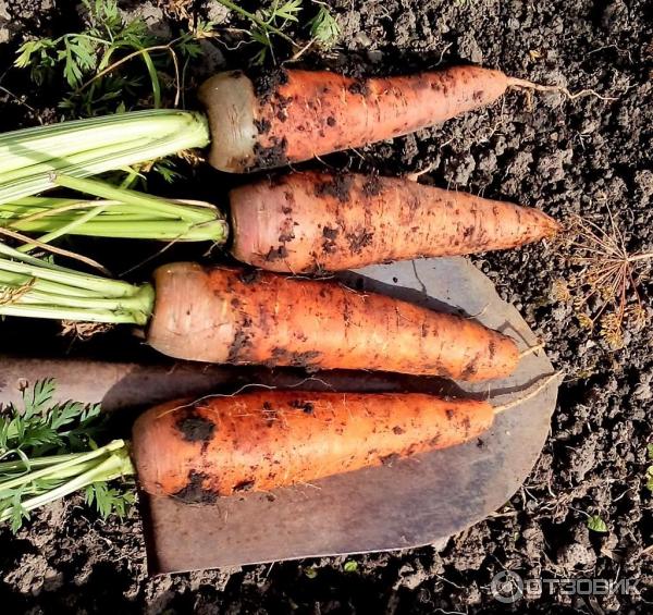 Лучшие сорта моркови. фото с описанием сорта