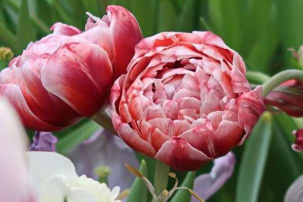 О сортах тюльпанов: описание и характеристики, уход и выращивание