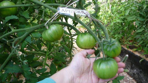 Помидор арбузный: урожайность, описание, характеристики и отзывы о томате