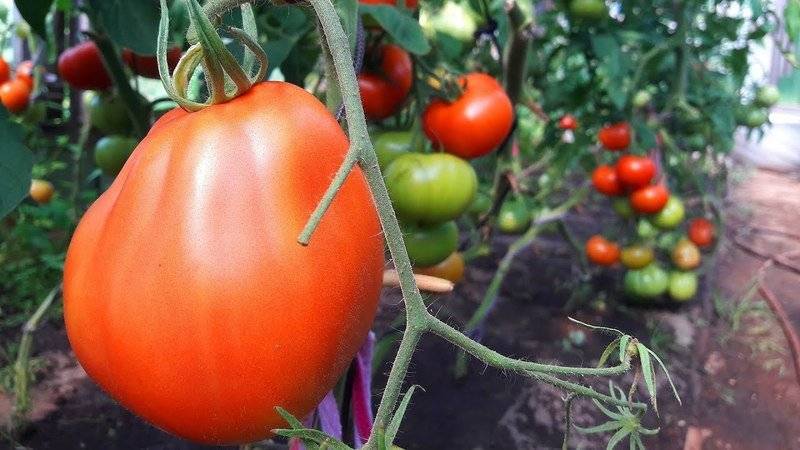 Сорт томата «трюфель черный»: описание, характеристика, посев на рассаду, подкормка, урожайность, фото, видео и самые распространенные болезни томатов