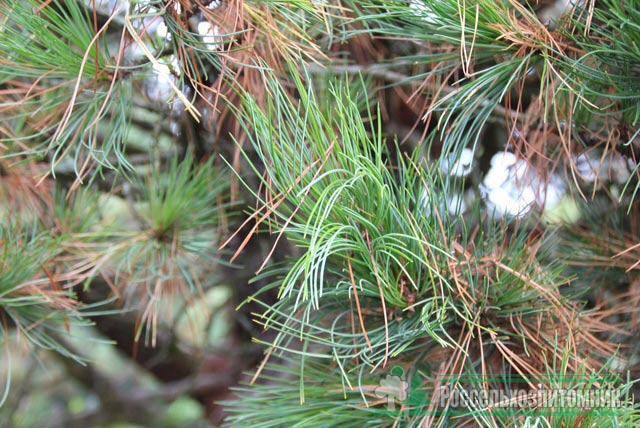 Сосна кедровая европейская (33 фото): ботаническое описание, нюансы посадки и ухода. через сколько лет плодоносит?