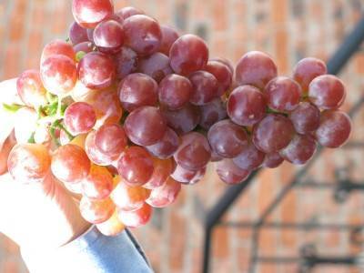Сорт винограда ливия — ягоды грибы