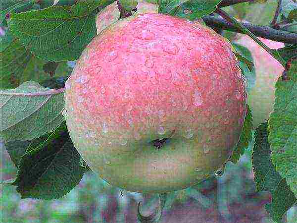 Зимостойкая яблоня башкирский красавец
