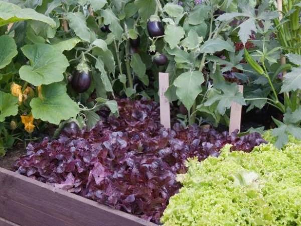 Уплотненные посадки овощей в теплице и на грядке: схемы и секреты