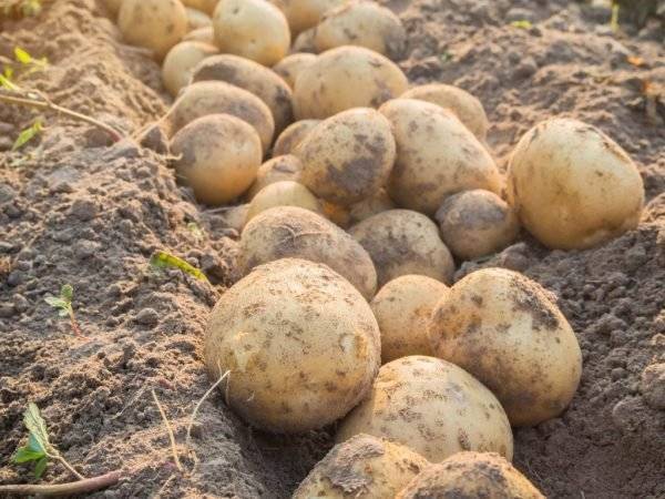 Лучшие сорта картофеля: описание, фото