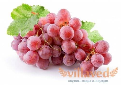 Виноград "валек": описание и фото сорта, уход и посадка