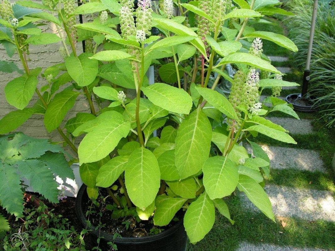 Лаконос растение: лечебные свойства и лекарственное применение