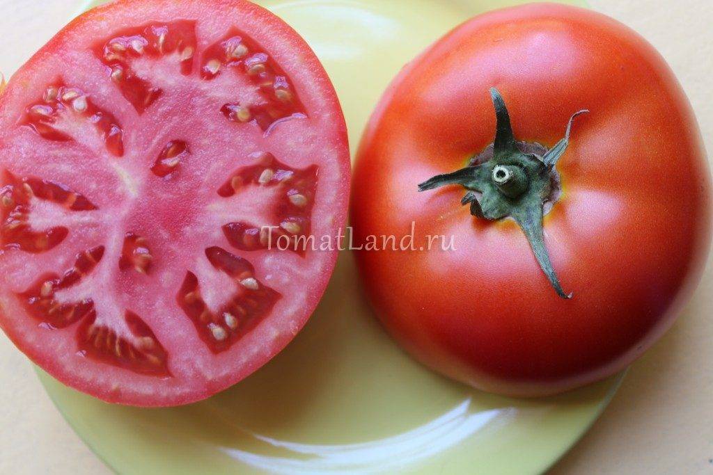 О томате гаврош: описание сорта, характеристики помидоров, агротехника