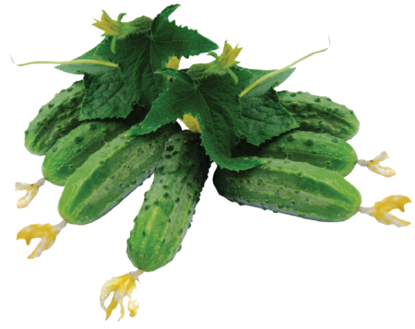 Огурец хрустящий аллигатор f1: отзывы, фото, урожайность
