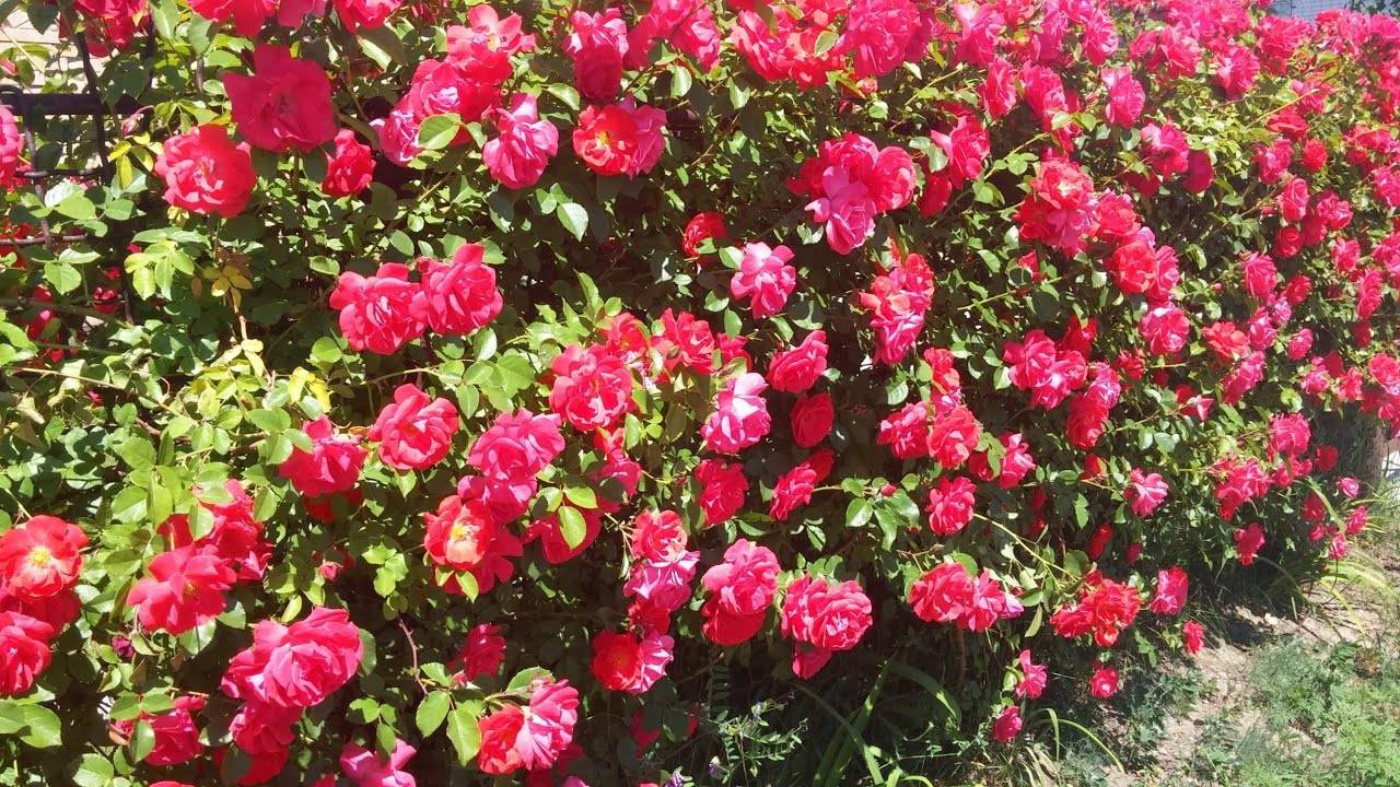 Плетистая роза правильный уход: 35 садовых арок из роз