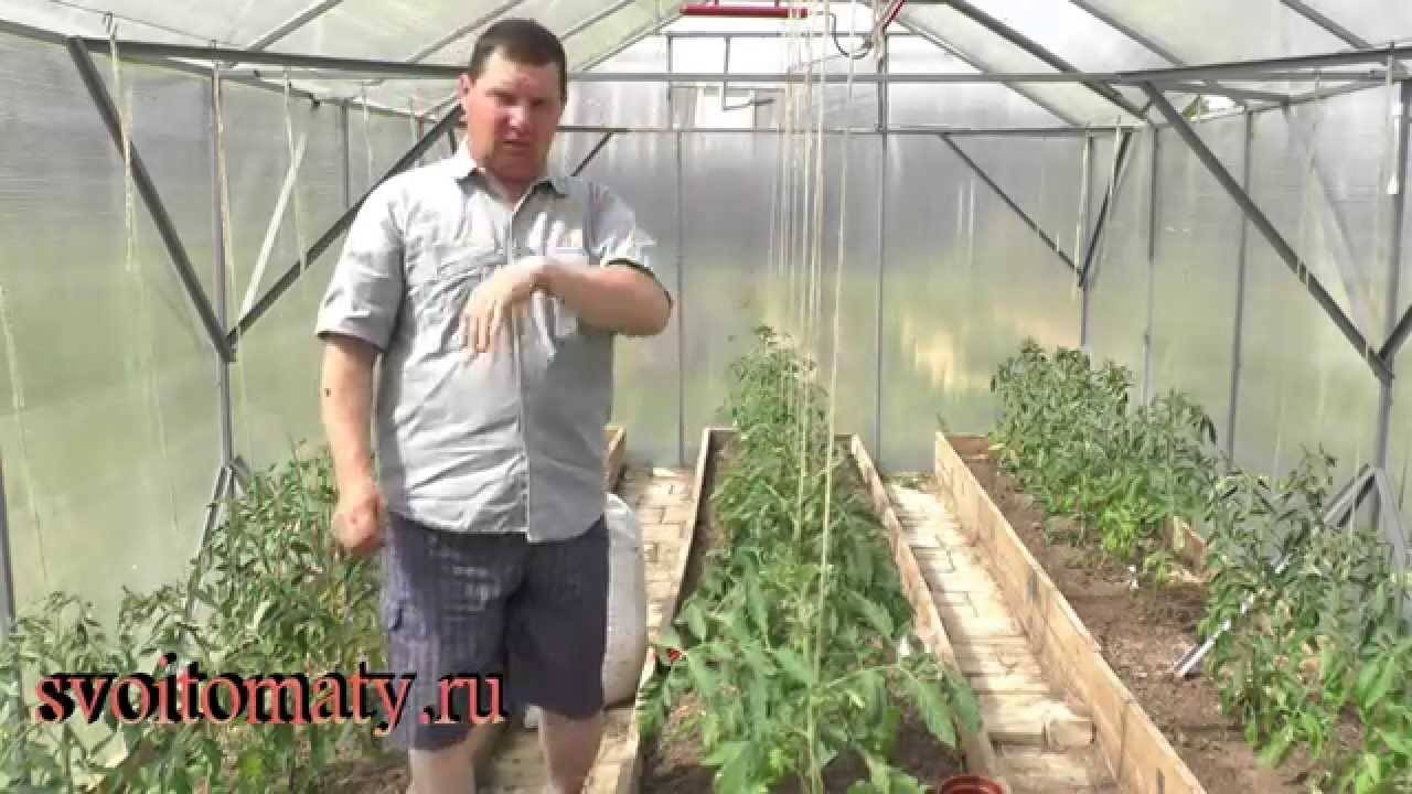 Чем подкормить томаты после высадки в теплицу