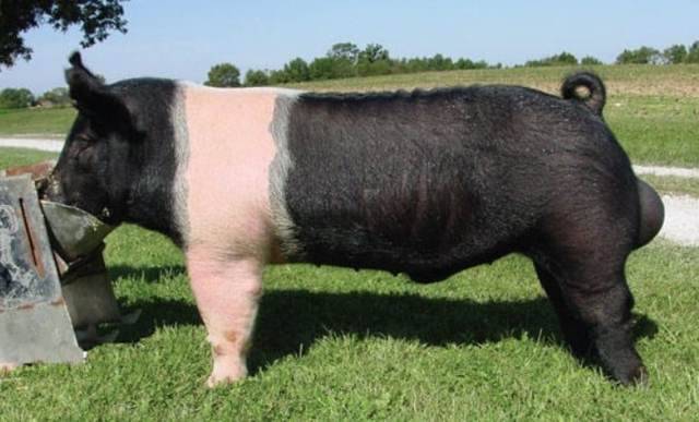 Беконная порода свиней – особенности мясного направления 2020