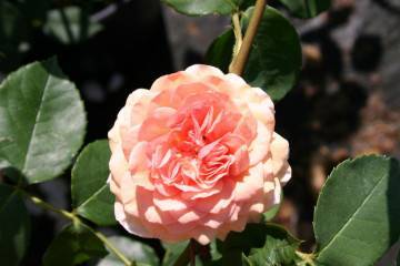 Роза мария-терезия: фото и описание