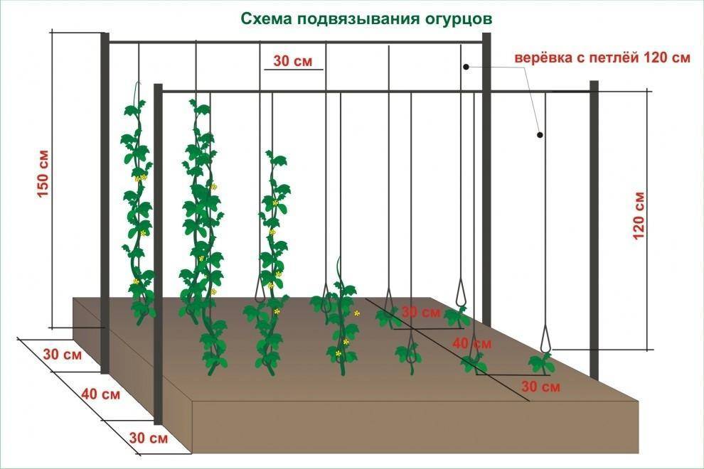 Как посадить рассаду огурцов в открытый грунт