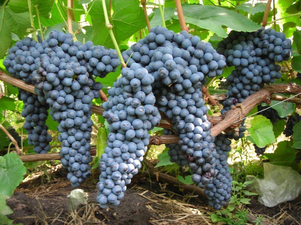 «памяти домбковской» — морозоустойчивый сорт винограда