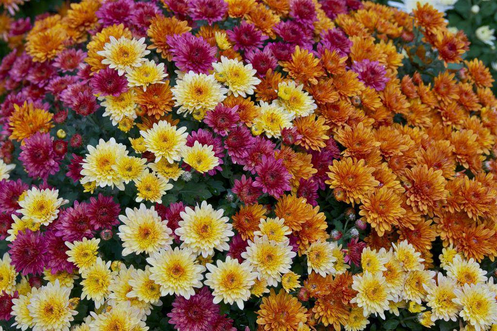 Хризантемы — «искорки солнца»: посадка, выращивание и уход