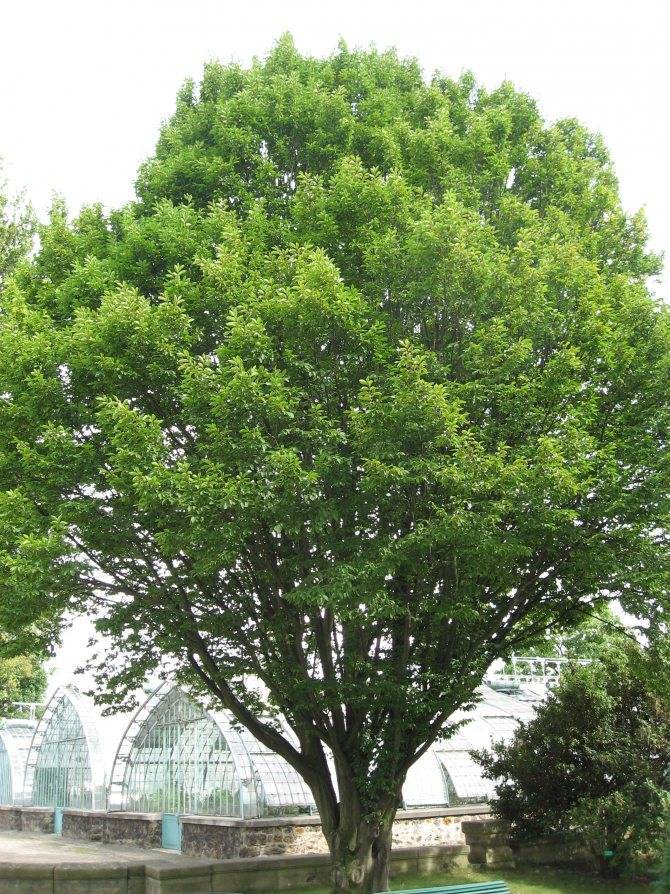 Дерево бук: фото и описание